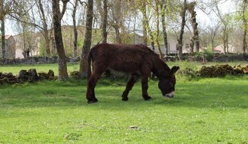 Comarca de Aliste image