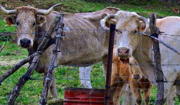 Robleda. Intangible heritage image