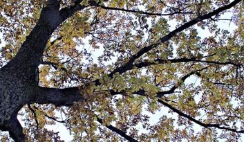 Robleda.Naturaleza image