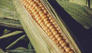 Corn Also Know As Millo image