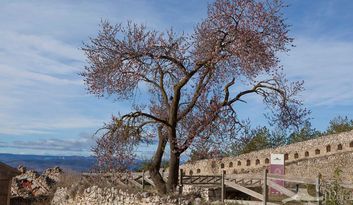 2. Generalitats (Al costat l’estàtua de Cabrera) image