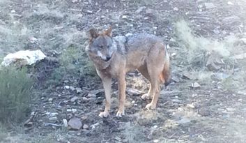 Centro de Interpretación del Lobo Ibérico image