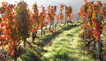 Douro Vinhateiro. Crops image