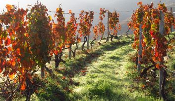 Douro Vinhateiro 2 image