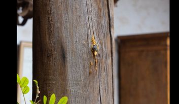 Le pin des Canaries image