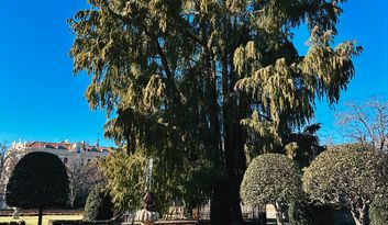14. The Ahuehuete of the Parterre image