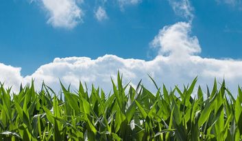 Mixing of different crops image