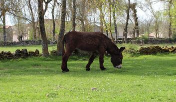 Comarca de Aliste image