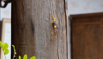 “Tea” wood and the Canarian pine tree image