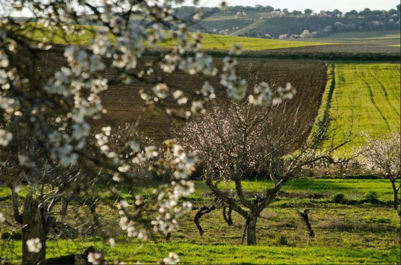 RRN Puerta Este Los Campos de Zamora